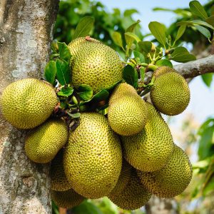 Jackfruit