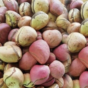 Garcinia Kola ( Bitter Kola )