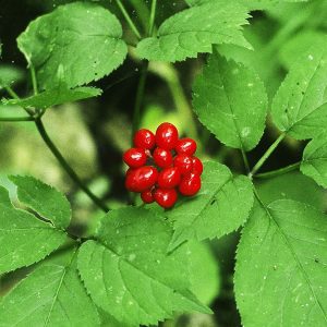 Wild Ginseng