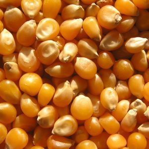 Corn