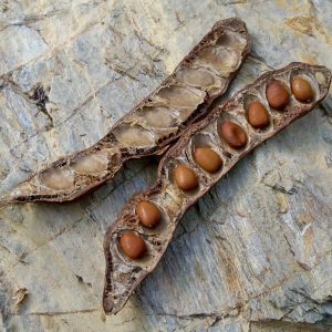 Locust Bean Gum