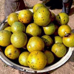 Green Monkey Orange (Small)