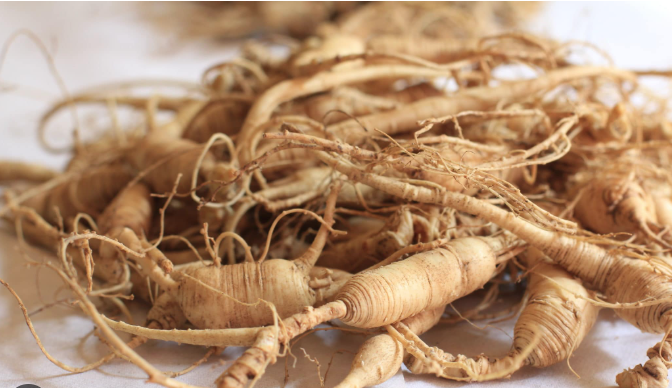 WILD GINSENG